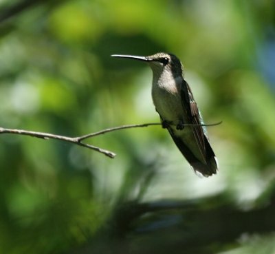Ruby-throated Hummingbird