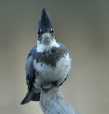 Belted Kingfisher