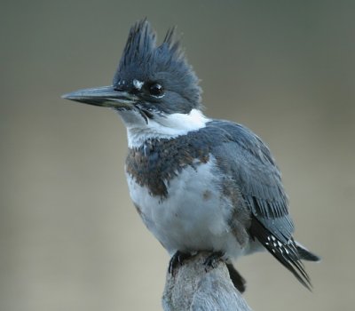 Belted Kingfisher