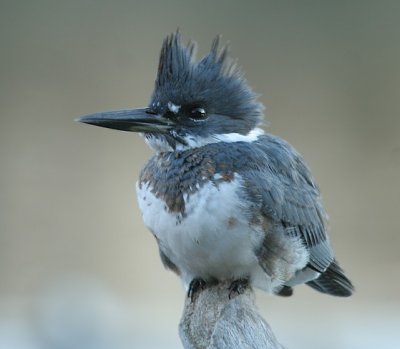 Belted Kingfisher