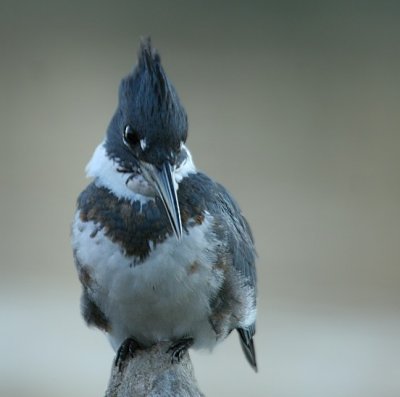 Belted Kingfisher