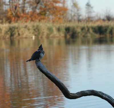 Belted Kingfisher