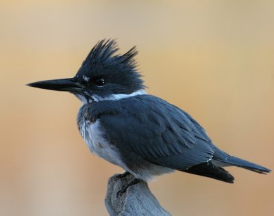 Belted Kingfisher