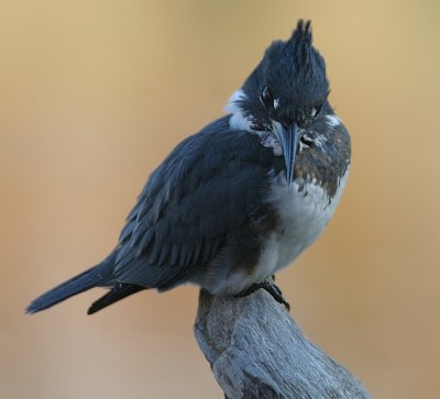 Belted Kingfisher