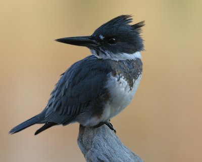 Belted Kingfisher