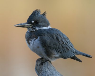 Belted Kingfisher