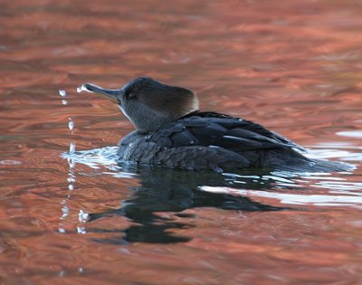 Hooded Merganser