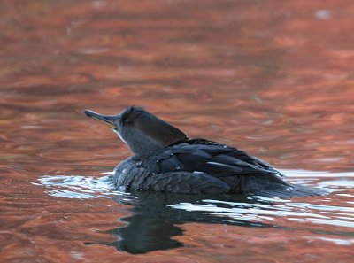 Hooded Merganser