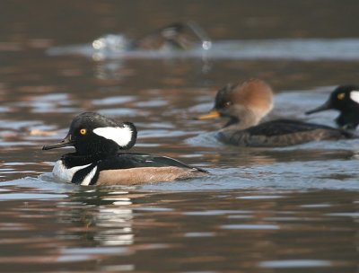 Hooded Merganser