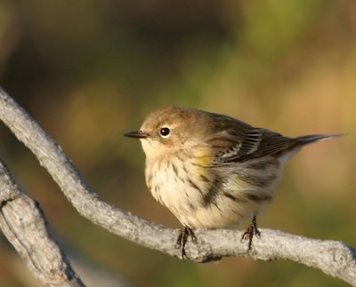 Yellow-rumped Warbler