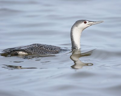 Red-throated Loon