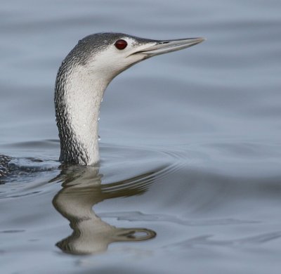 Red-throated Loon