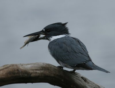 Belted Kingfisher