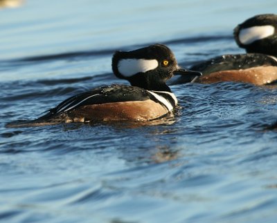 Hooded Merganser