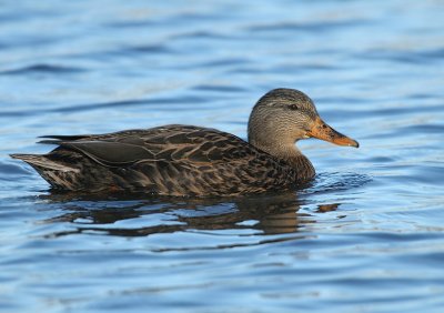 American Black Duck