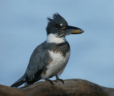 Belted Kingfisher