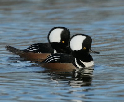 Hooded Merganser
