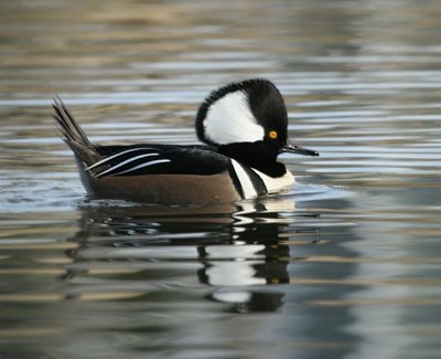 Hooded Merganser