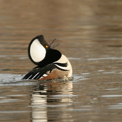 Hooded Merganser