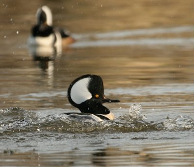 Hooded Merganser