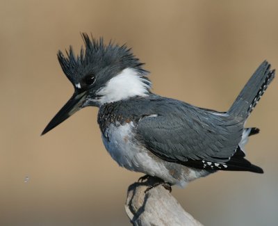 Belted Kingfisher