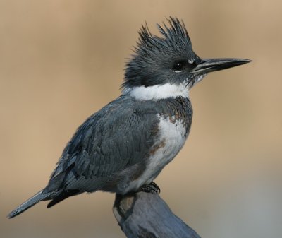 Belted Kingfisher