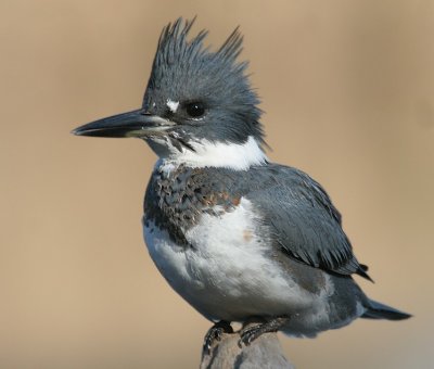 Belted Kingfisher