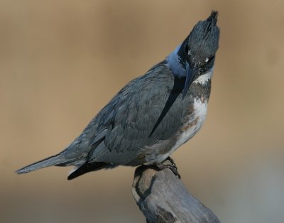 Belted Kingfisher