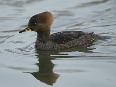 Hooded Merganser