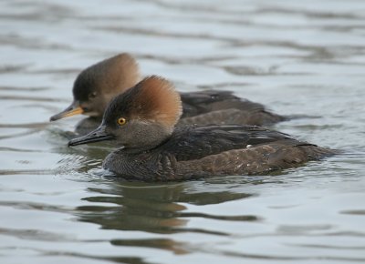 Hooded Merganser