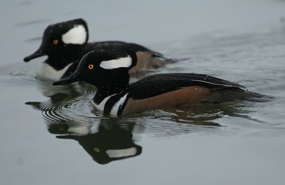 Hooded Merganser