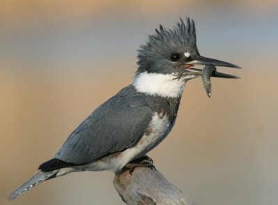 Belted Kingfisher