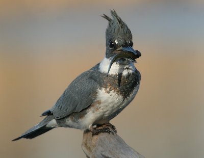 Belted Kingfisher