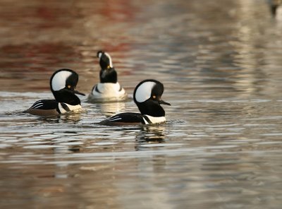Hooded Merganser