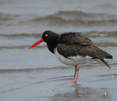 Oystercatcher