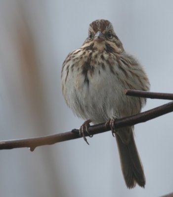 Song Sparrow on a foggy day