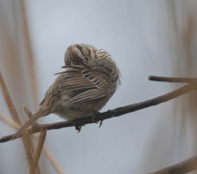 Song Sparrow on a foggy day