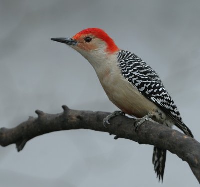 Red-bellied Woodpecker