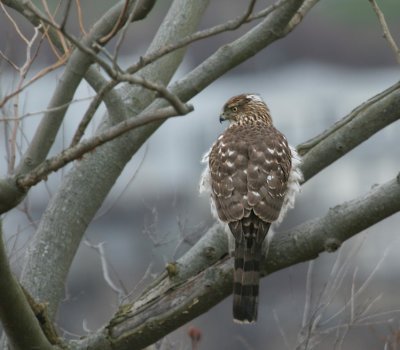 Juvenile Cooper's Hawk