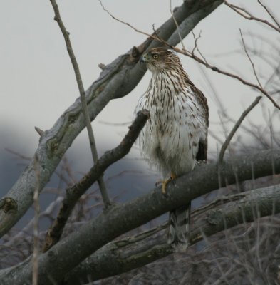 Juvenile Cooper's Hawk