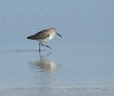 Dunlin
