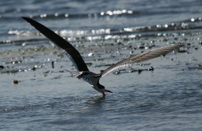 Black Skimmer