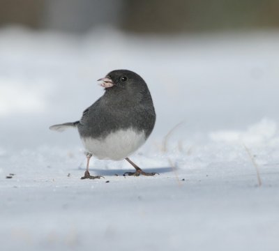 Dark-eyed Junco