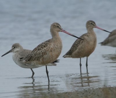 Marbled Godwit (Texas)
