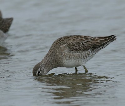 Long-billed Dowitcher (Texas)