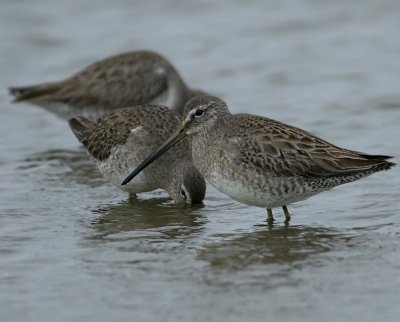 Long-billed Dowitcher (Texas)