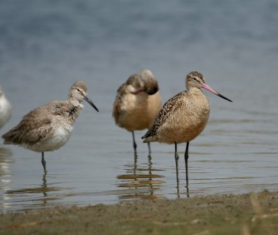 Marbled Godwit & Willet (Texas)