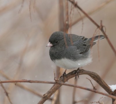 Dark-eyed Junco