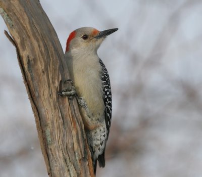 Red-bellied Woodpecker