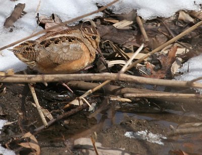 American Woodcock